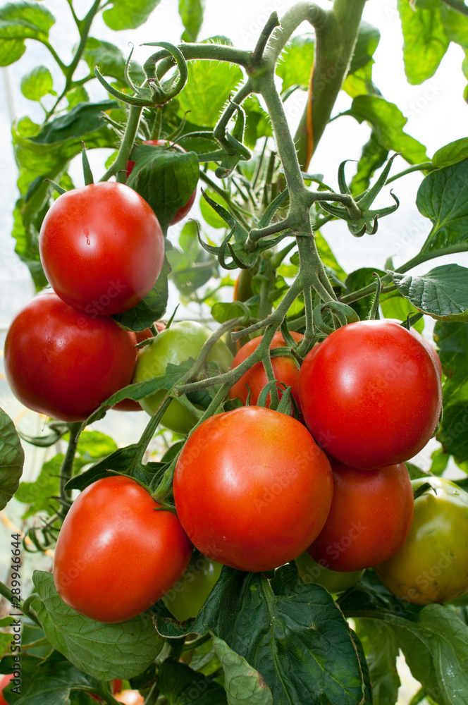 delicious and red tomatoes natural