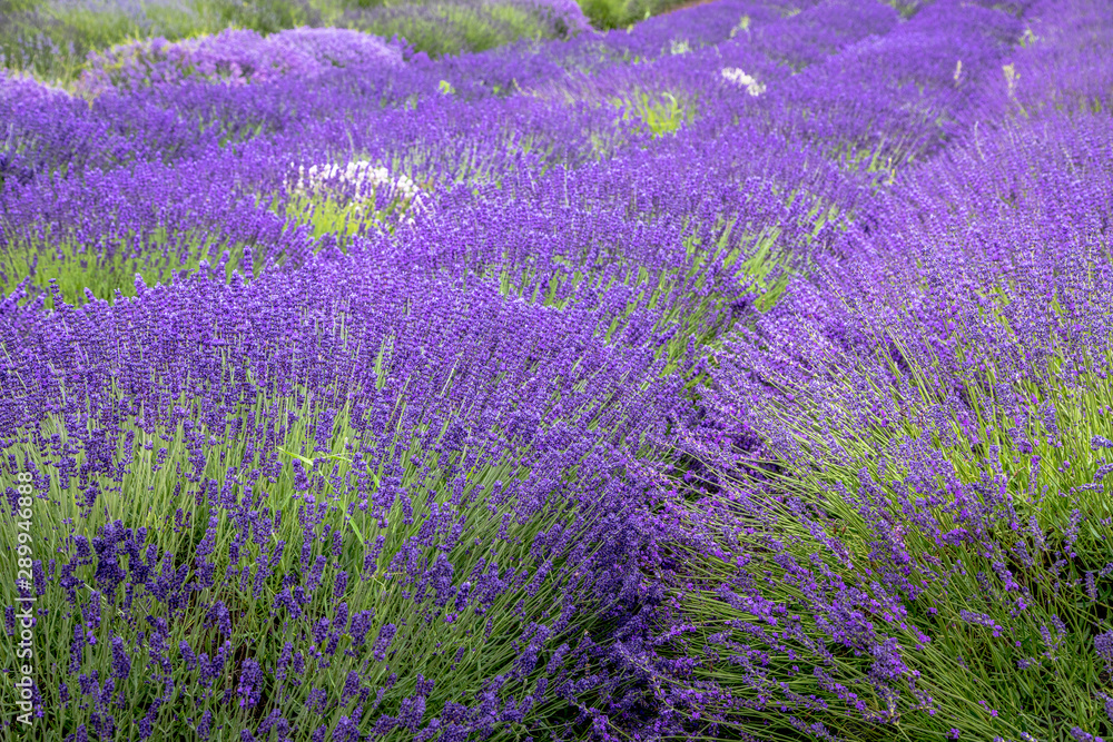 Fototapeta premium Blooming lavender fields in Pacific Northwest USA