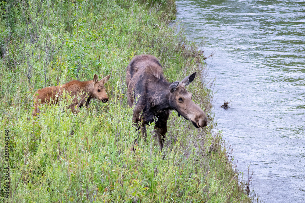 Cow and Calf Moose Cow and Calf Moose