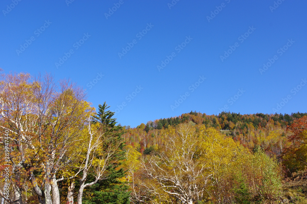 秋の山田牧場 秋の山田牧場