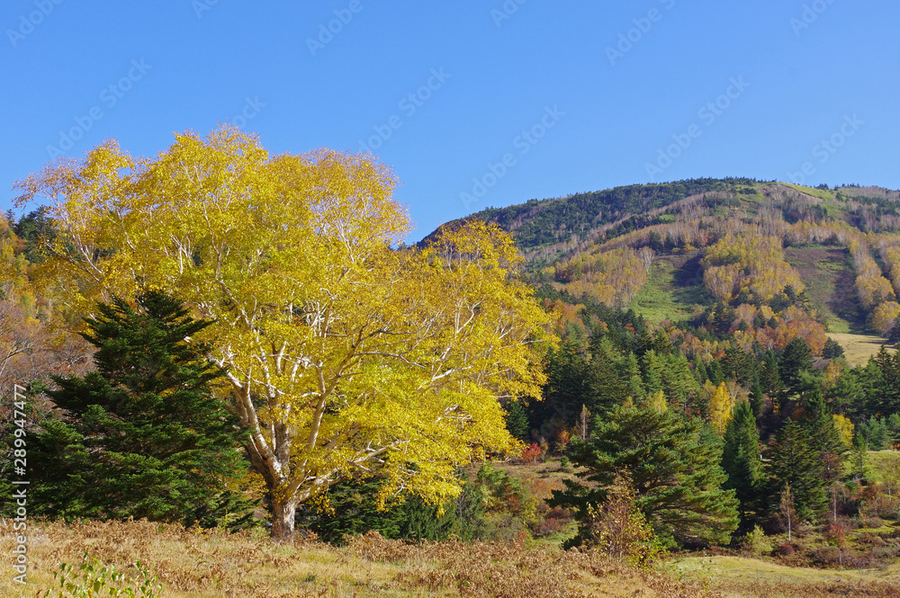 秋の山田牧場