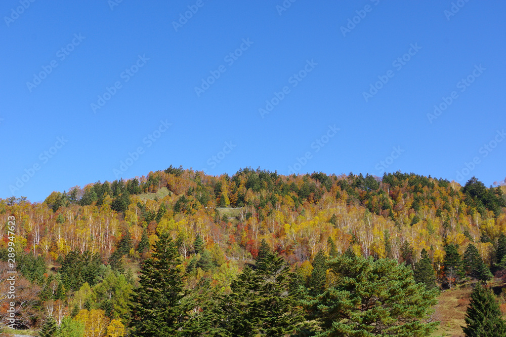 Fototapeta premium 秋の山田牧場