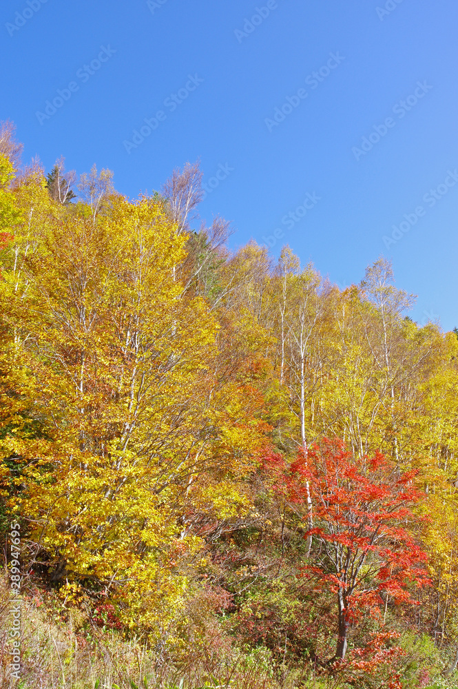 秋の山田牧場