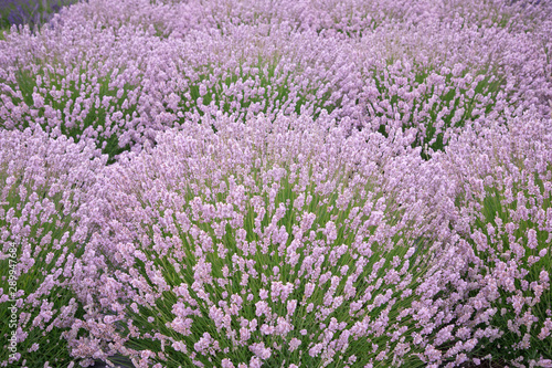 Blooming lavender fields in Pacific Northwest USA