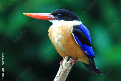 Black capped kingfisher on a branch © Supaluk