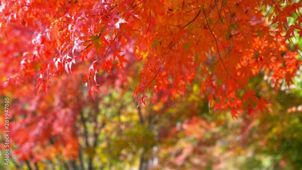 Spring season color leaves moving with the wind, medium shot Spring season color leaves moving with the wind, medium shot