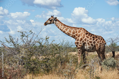 Geraffe  Giraffa camelopardalis   in the african savannah.
