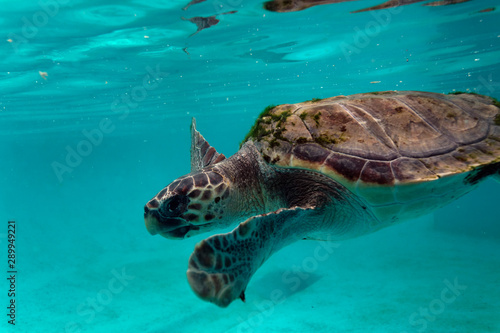 loggerhead sea turtle from Brijuni National Park