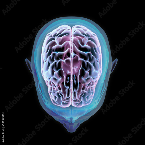 Human Head Skull and Brain Top View with Glow
