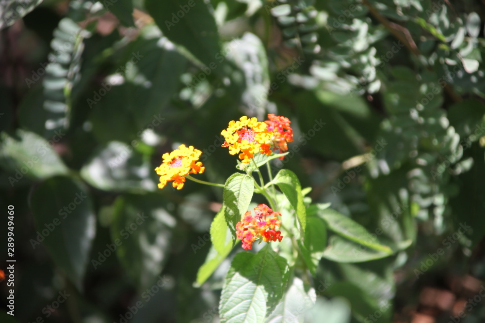 red flowers in the garden red flowers in the garden