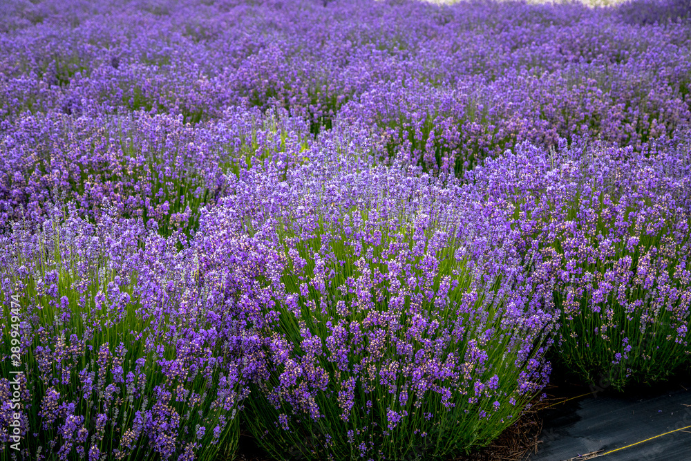Obraz premium Blooming lavender fields in Pacific Northwest USA