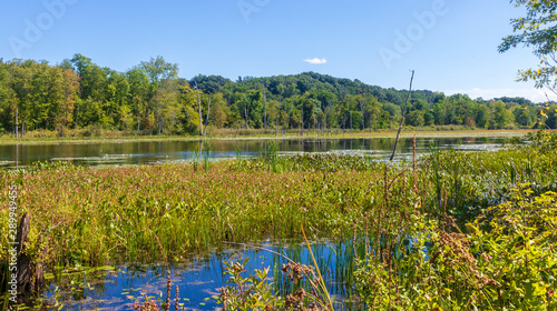 Aquatic plants in a wetlands area in Longmeadow, Massachusetts