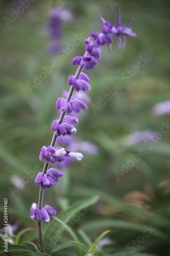 purple flowers on green background