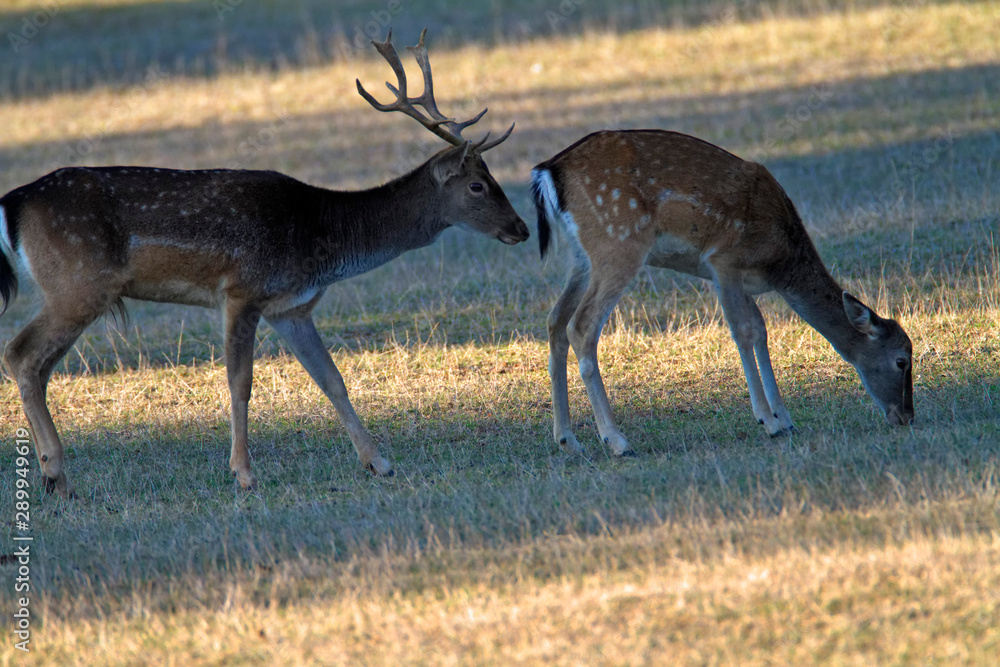 Deer maing and fighting in Brijuni National Park Deer maing and fighting in Brijuni National Park
