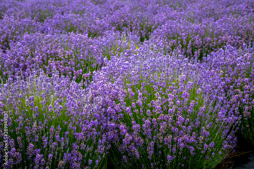 Blooming lavender fields in Pacific Northwest USA