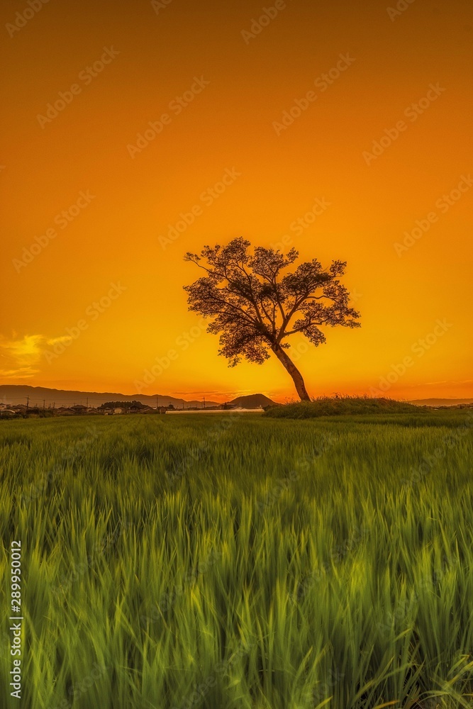 Fototapeta premium tree in the field