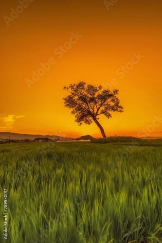 tree in the field