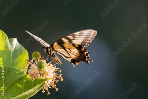 Yellow Butterfly Swallowtail