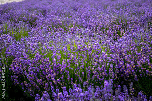 Blooming lavender fields in Pacific Northwest USA