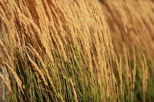 Wallpaper Mural wind make the plants dance Torontodigital.ca