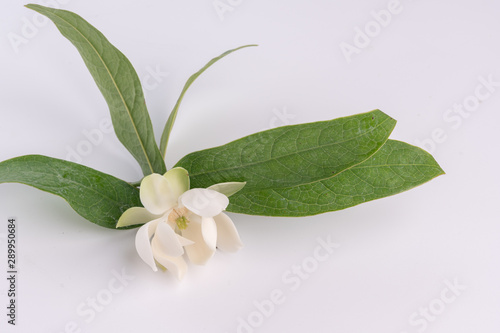 White magnolia grandiflora flower and green leaf on isolated background.