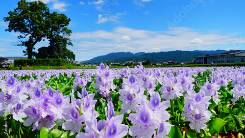 本薬師寺跡のホテイアオイ