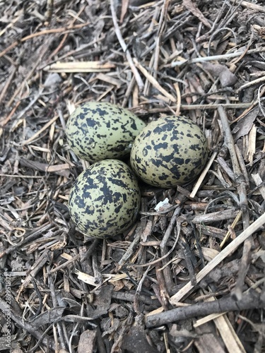 quail eggs in nest