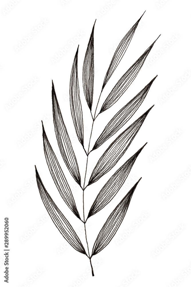 Obraz premium Hand drawn of leaf and foliage branch isolated on white background using black ink for design purpose