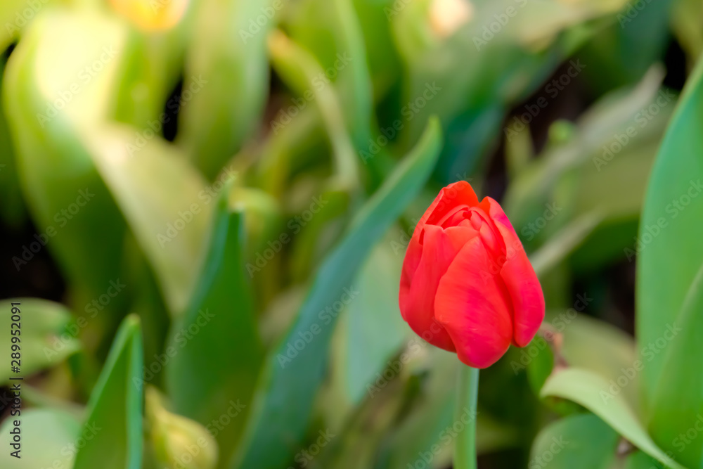 Red tulip flower bloom on green leaves background in tulips garden, Spring flowers. Red tulip flower bloom on green leaves background in tulips garden, Spring flowers.