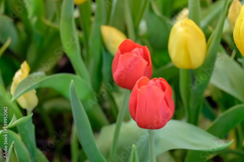 colorful tulip flower bloom on green leaves background in tulips garden, Spring flowers.