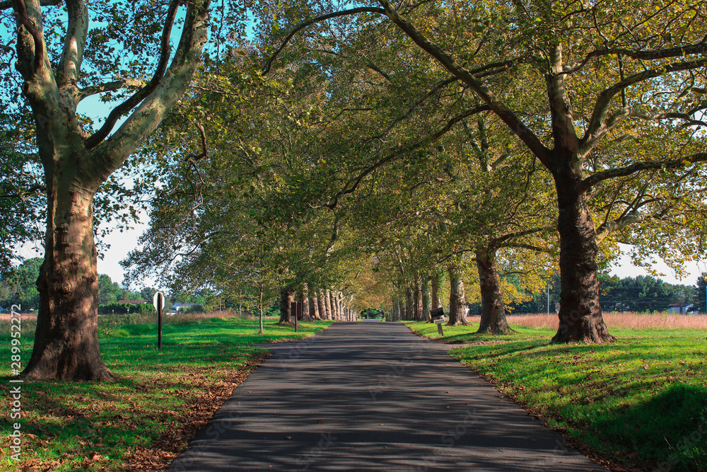 alley in the park alley in the park