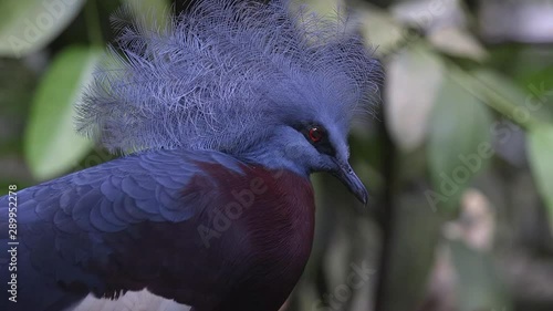 A close-up of a Sclater's Crowned Pigeon (Goura sclaterii) at Singapore zoo. Forest ambient. photo