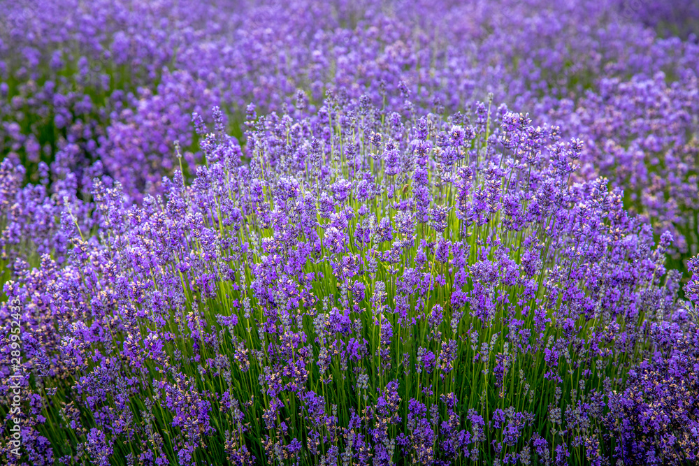 Naklejka premium Blooming lavender fields in Pacific Northwest USA