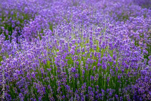 Blooming lavender fields in Pacific Northwest USA