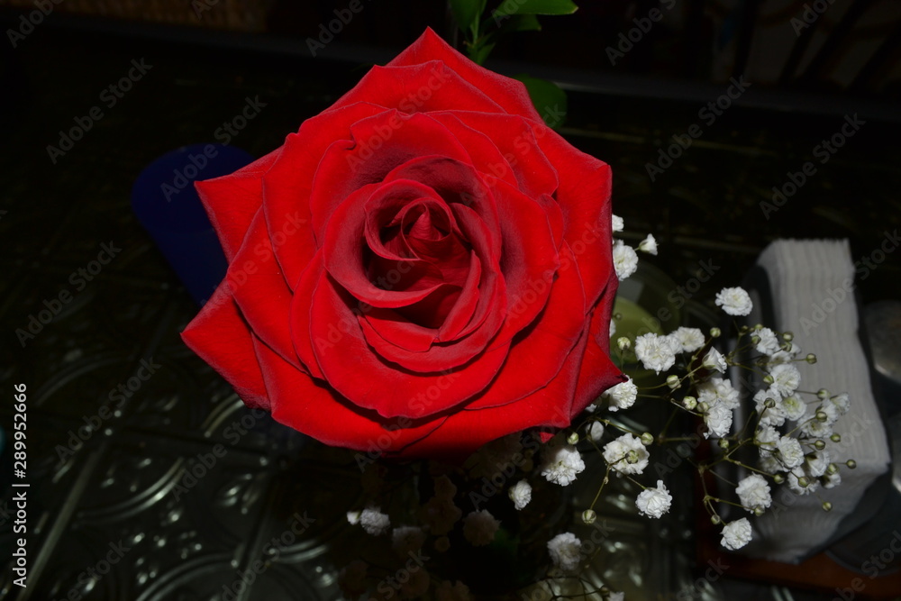 Fototapeta premium red rose on black background