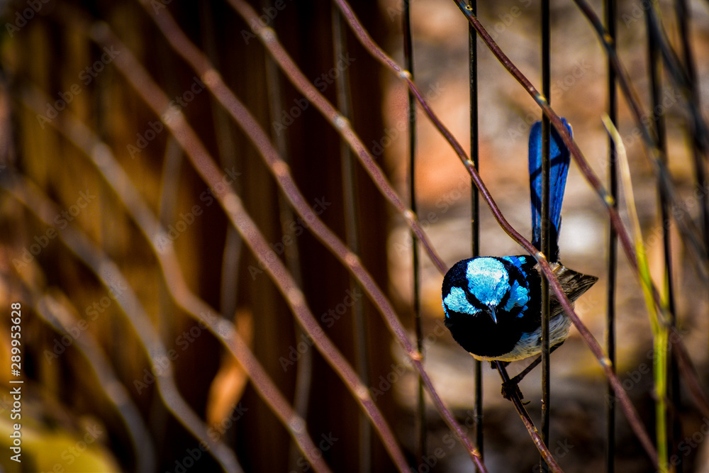 Superb Fairy Wren on fence Superb Fairy Wren on fence