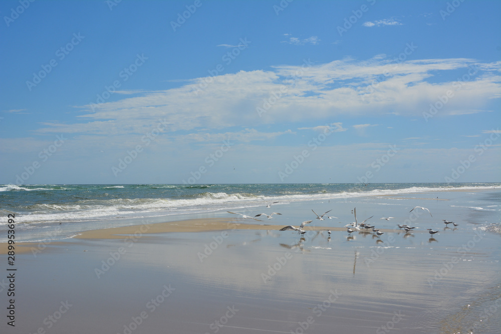 The Beach and shorebirds at Oregon Inlet, North Carolina The Beach and shorebirds at Oregon Inlet, North Carolina