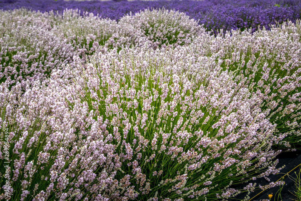 Blooming lavender fields in Pacific Northwest USA Blooming lavender fields in Pacific Northwest USA