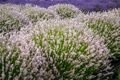 Blooming lavender fields in Pacific Northwest USA