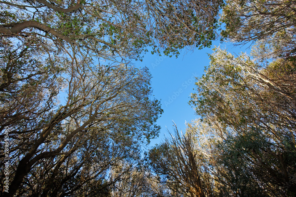 Maquis shrubland from Brijuni National Park Maquis shrubland from Brijuni National Park