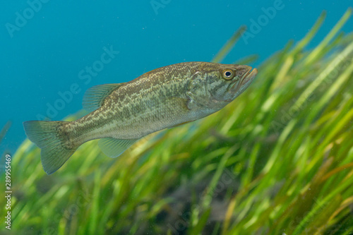 A young Largemouth Bass (Micropterus salmoides) patrols its territory around an eel grass bed. Largemouth Bass are highly prized by sport fishermen, and are the state freshwater fish of Florida.  photo