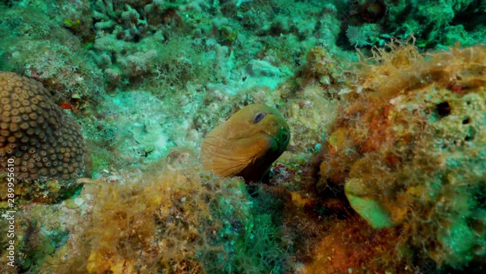 Eel bites towards camera underwater Eel bites towards camera underwater