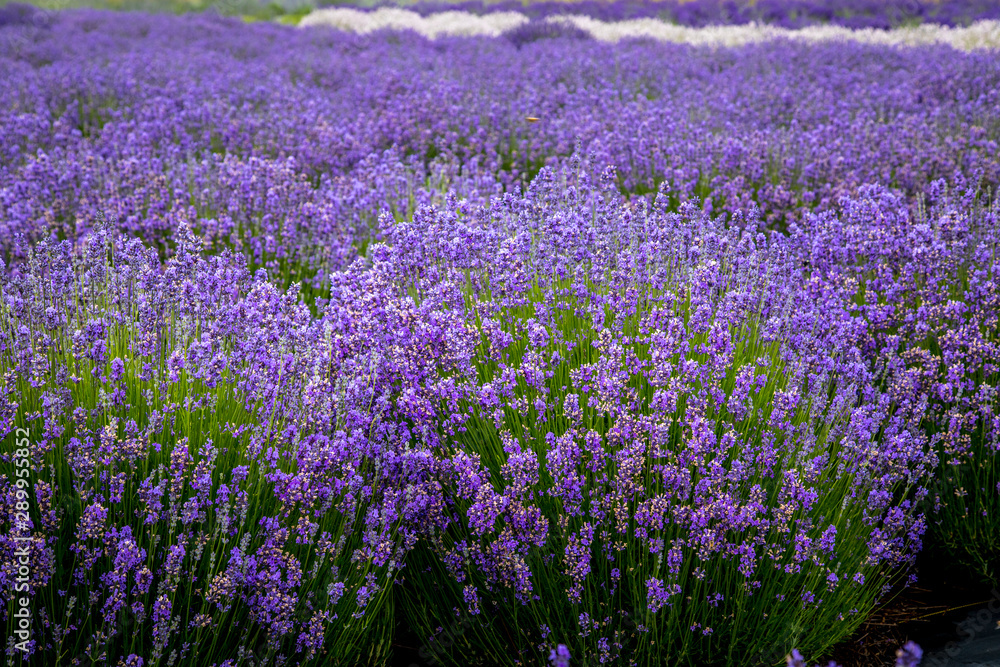 Blooming lavender fields in Pacific Northwest USA Blooming lavender fields in Pacific Northwest USA