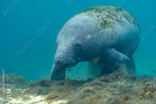 Wide shot of a curious West Indian Manatee (Trichechus manatus) that approached the underwater camera. Manatees were reclassified as threatened in 2017, as their numbers have increased over the years.