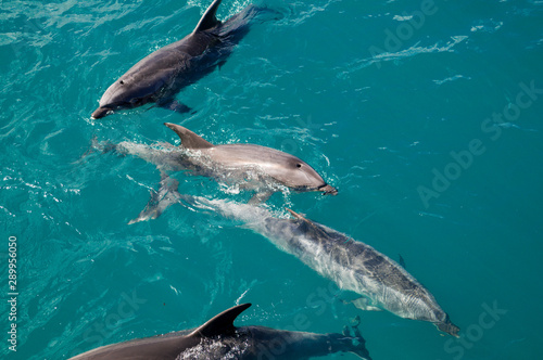 Dolphins in Blue Water following in the surf