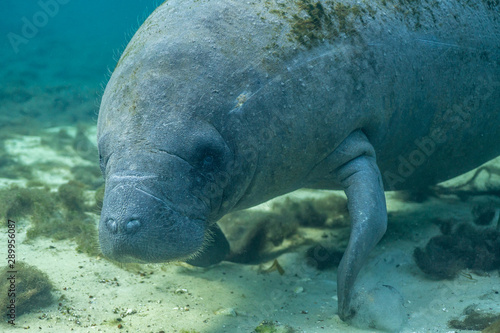 Close up of a curious West Indian Manatee (Trichechus manatus) that approached the underwater camera. Manatees were reclassified as threatened in 2017, as their numbers have increased over the years.