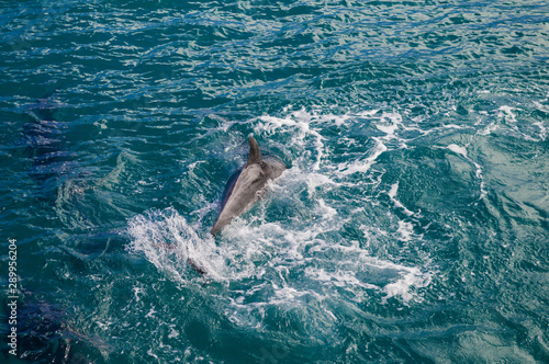 Dolphins in Blue Water following in the surf photo