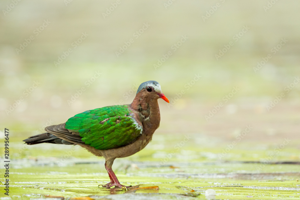 Asian Emerald Dove (Chalcophaps indica) walking on the concrete floor in the garden with copy space. Asian Emerald Dove (Chalcophaps indica) walking on the concrete floor in the garden with copy space.
