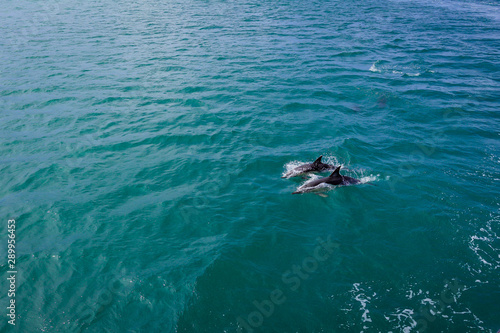 Two Dolphins in Blue Water following in the surf