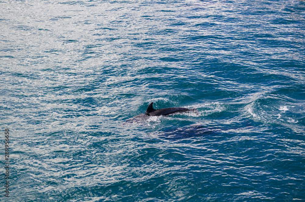 Naklejka premium Dolphin Dorsal Fin just out of Water